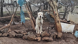 Kahramanmaraş’ta Kimliksiz Pitbull’a El Konuldu