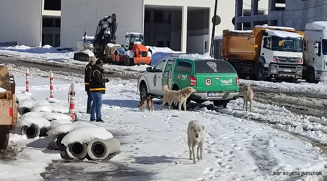 Kahramanmaraş'ta Polis Sokak Hayvanlarını Yalnız Bırakmadı