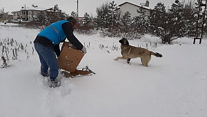 Sokak Hayvanları İçin Yem ve Mama Bırakıldı