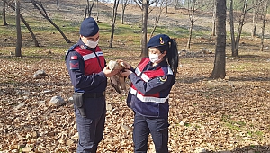 Yaralı Şahine Jandarma Sahip Çıktı