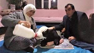 Erken Doğan Buzağıya Bebek Gibi Bakıyor