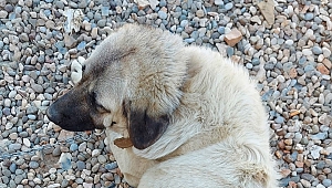Sosyal Medyadaki Tepkiler Üzerine Çalınan Köpek Bulundu
