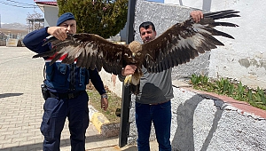 Yaralı Kartala Jandarma Sahip Çıktı