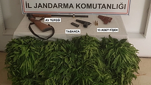 Kahramanmaraş’ta Cezaevi Firarisi Kenevir Yetiştirirken Yakalandı