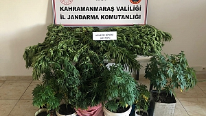 Pazarcık’ta Evlerinde Kenevir Yetiştiren 2 Kişi Yakalandı
