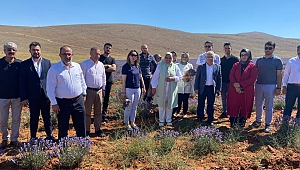 Afşin Lavanta Tarlalarıyla Türkiye’de Örnek Bir İlçe Oldu