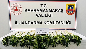 Evinin Bahçesinde Kenevir Yetiştirdi Yakalandı