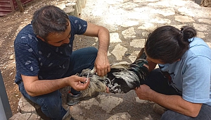 Dulkadiroğlu Mini Hayvanat Bahçesinde Bakım Çalışması Yapıldı