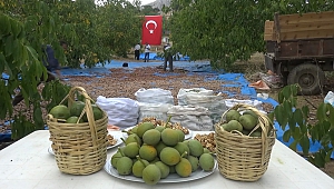 Kahramanmaraş’ta 80 Bin Ton Ceviz Rekoltesi Bekleniyor
