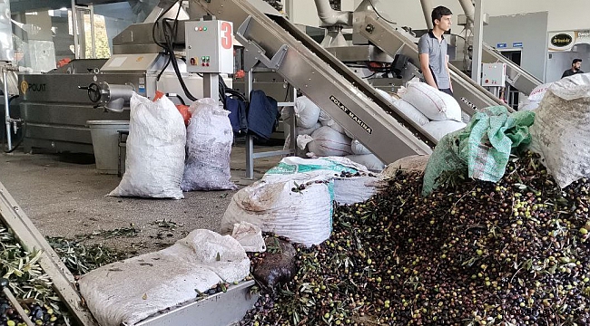 Kahramanmaraş Zeytinyağının Sofraya Yolculuğu Başladı