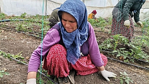 Deprem bölgesinde serada salatalık hasadı başladı