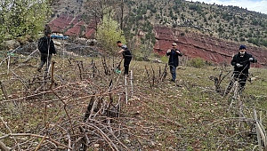 Deprem bölgesinde bağ budama mesaisi başladı