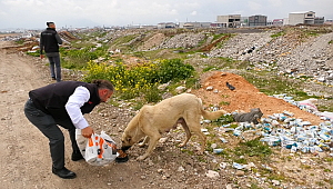 Hasene Vakfı gönüllüleri sokak hayvanlarını da unutmadı