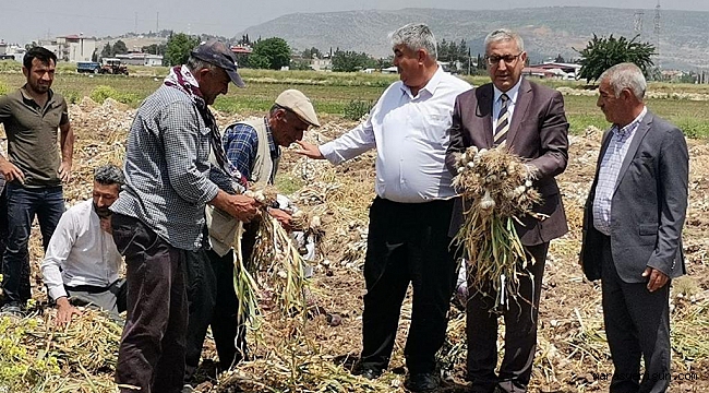 Kahramanmaraş’ta sarımsak hasadı başladı