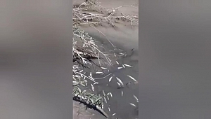 Afşin’de toplu balık ölümleriyle ilgili inceleme başlatıldı