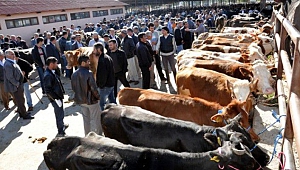 Kahramanmaraş’ta Şap Hastalığına Karşı Karantina Kararı Alındı