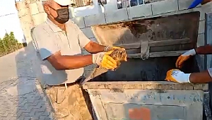 Çöpe Atılan Kaplumbağayı Belediye Personeli Kurtardı