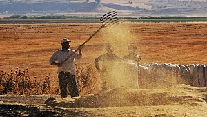 Kahramanmaraş'ta Buğday Hasadı Hem Geleneksel Hem De Teknolojik Yöntemlerle Başladı