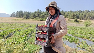 Köyünde Çilek Üretimine Başladı, Hedefine Üretim Tesisi Koydu