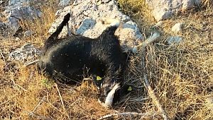 Kurt Sürüsü Keçilere Saldırdı, 16 Hayvan Telef Oldu