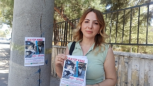 Selma Öğretmen, Kaybolan Kedisini Arıyor