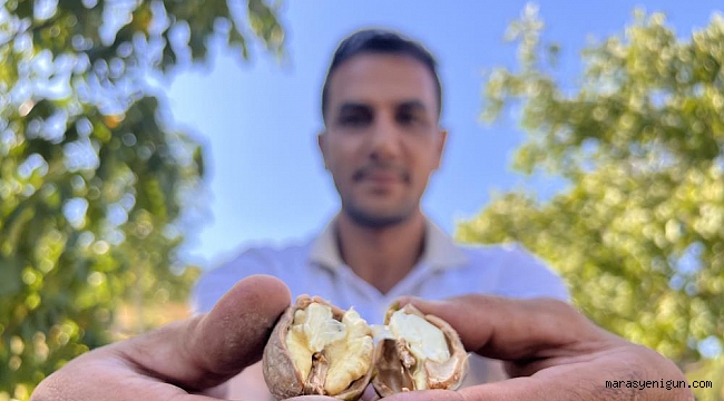 Maraş-18 Cevizinde Hasat Dönemi
