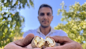 Maraş-18 Cevizinde Hasat Dönemi