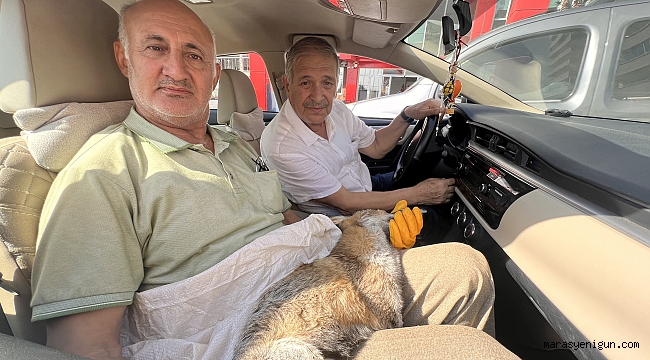 Yaralı Bulunan Tilki Veterinere Teslim Edilemeden Telef Oldu