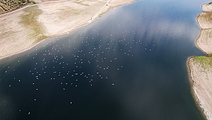 Martı Sürüsü Dron Tarafından Görüntülendi