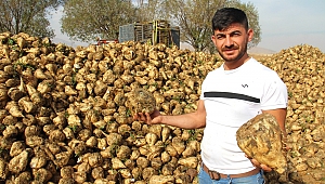 Kahramanmaraş’ta Şeker Pancarı Hasadı Başladı