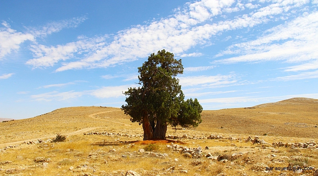 Kahramanmaraş'ta Yalnız Ardıç Ağacı