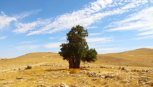 Kahramanmaraş'ta Yalnız Ardıç Ağacı