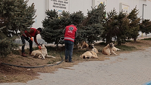 Sokak Köpekleri Rehabilite Edilmek Üzere Barınağa Götürülüyor
