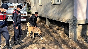 Köpek Dövüştüren Şahıslara 33 Bin Tl Para Cezası Uygulandı