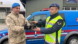 Yaralı Atmacaya Jandarma Ekipleri Sahip Çıktı