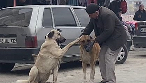 Yaşlı Vatandaşın Sokak Köpekleri İle Diyaloğu İlgi Çekti