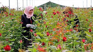 Gül serada 25, çiçekçide 100-150 lira