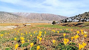 Çiğdem çiçekleri doğayı süsledi