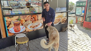 Kahramanmaraşlı esnaf, her gün büfesinin önüne gelen hayvanları besliyor