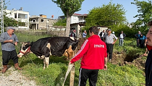 Su kuyusuna düşen koyun ve inek kurtarıldı