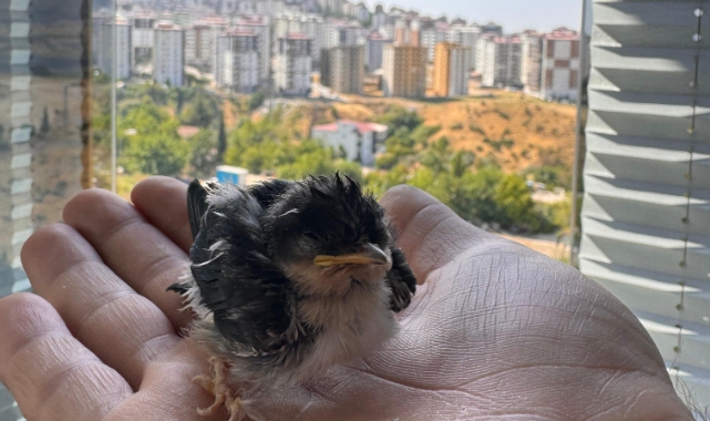 Okul Müdürü Bulduğu Yaralı Ebabil Kuşunu İyileştirdi
