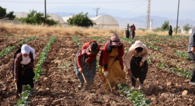 Hasadın Tamamlandığı Tarım Arazileri İkinci Ürünle Buluşturuluyor