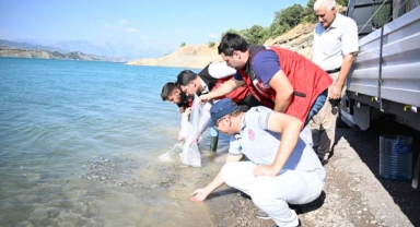 Kahramanmaraş'ta 916 Bin Adet Yavru Sazan Balığı Doğal Ortamına Kavuştu