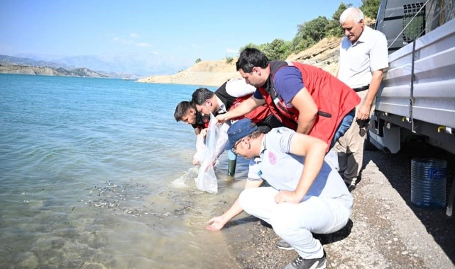 Kahramanmaraş'ta 916 Bin Adet Yavru Sazan Balığı Doğal Ortamına Kavuştu