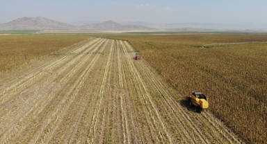 Kahramanmaraş’ta Çerezlik ve Yağlık Ayçiçeği Hasadı