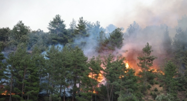 Kahramanmaraş'taki Orman Yangını Piknikçi Ateşinden Çıkmış