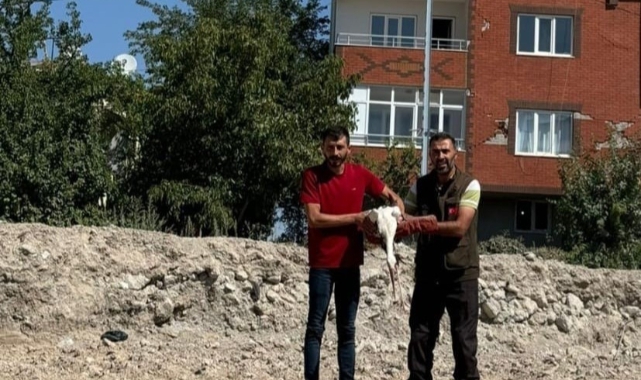 Bitkin Halde Bulunan Leylek Korumaya Alındı