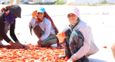 Hasadı Yapılıp Kurutulan Domates Avrupa Yolcusu