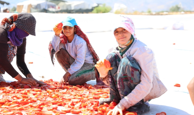 Hasadı Yapılıp Kurutulan Domates Avrupa Yolcusu