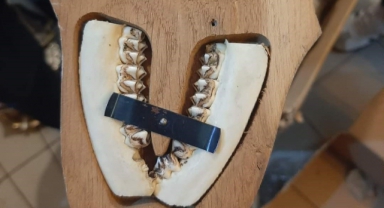 Kahramanmaraş'ta Kaçak Hayvan Uzvu Operasyonu